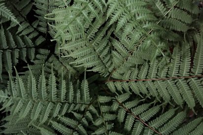 ferns