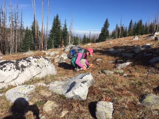 wendy gibble collecting seeds in Okanogan NF