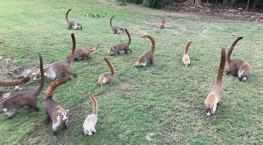 coatis (small mammals) on a grass field