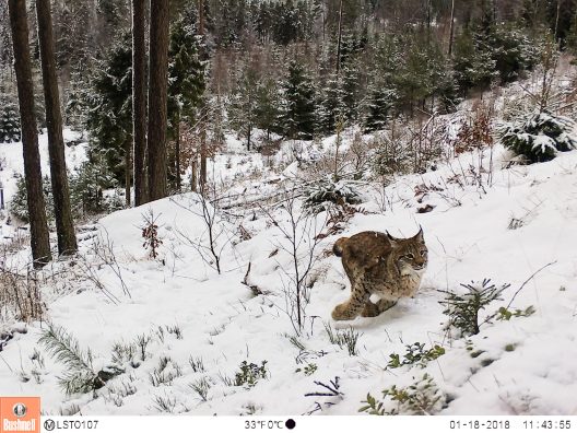 lynx running in snow