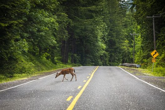 deer in road