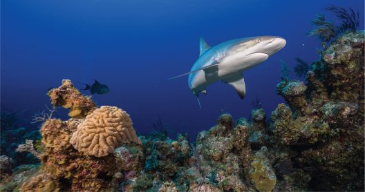 a shark swims near a reef
