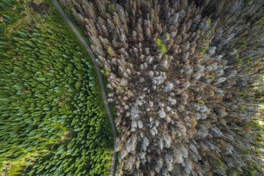 aerial view of a burned forest