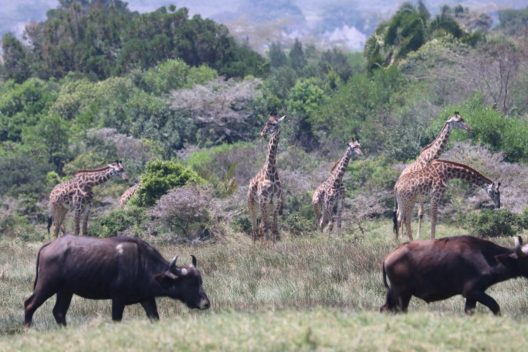 giraffes and water buffalo in a field