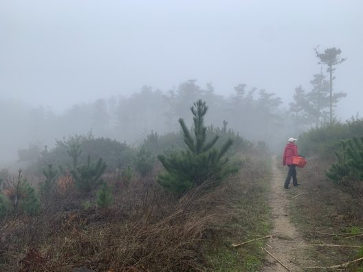 woman walking in woods in Marin County, CA