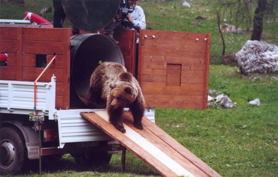 A grizzly steps out of the back of a truck as he is being relocated. In the background a videographer with a camera in hand films the grizzly as he steps out into unknown territory.