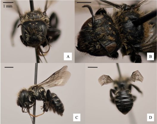 Castaway Mason Bee