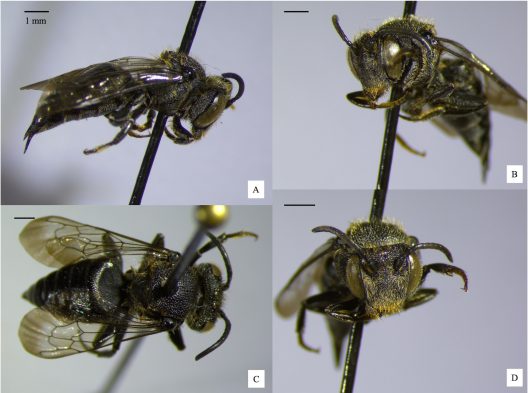 Funeral Cuckoo Leafcutter Bee
