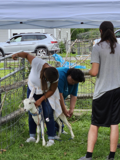 People handling a goat in a wildlife handling training course.