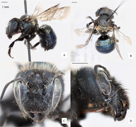 Blue Shining Mason Bee