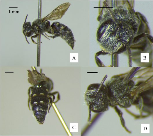Heron's Cuckoo Carder Bee
