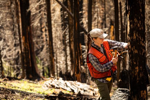 Jenna sets up a sample plot in 2019 within an area burned at high severity in the 2017 Norse Peak Fire.