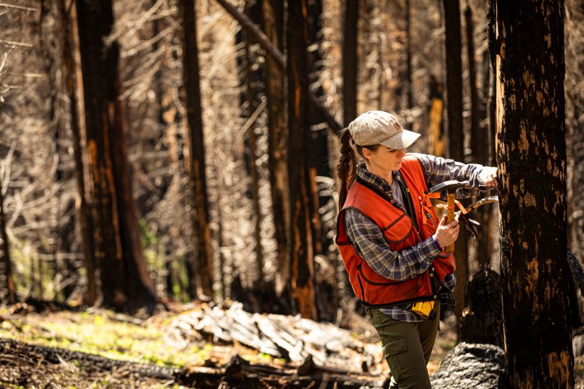 Jenna sets up a sample plot in 2019 within an area burned at high severity in the 2017 Norse Peak Fire.