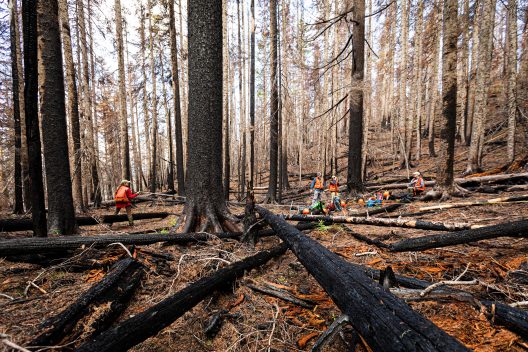 The Harvey Lab’s 2019 field crew sets up a sample plot in an area burned at high severity in the 2017 Norse Peak Fire.