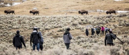 ESRM 459 students at Yellowstone National Park